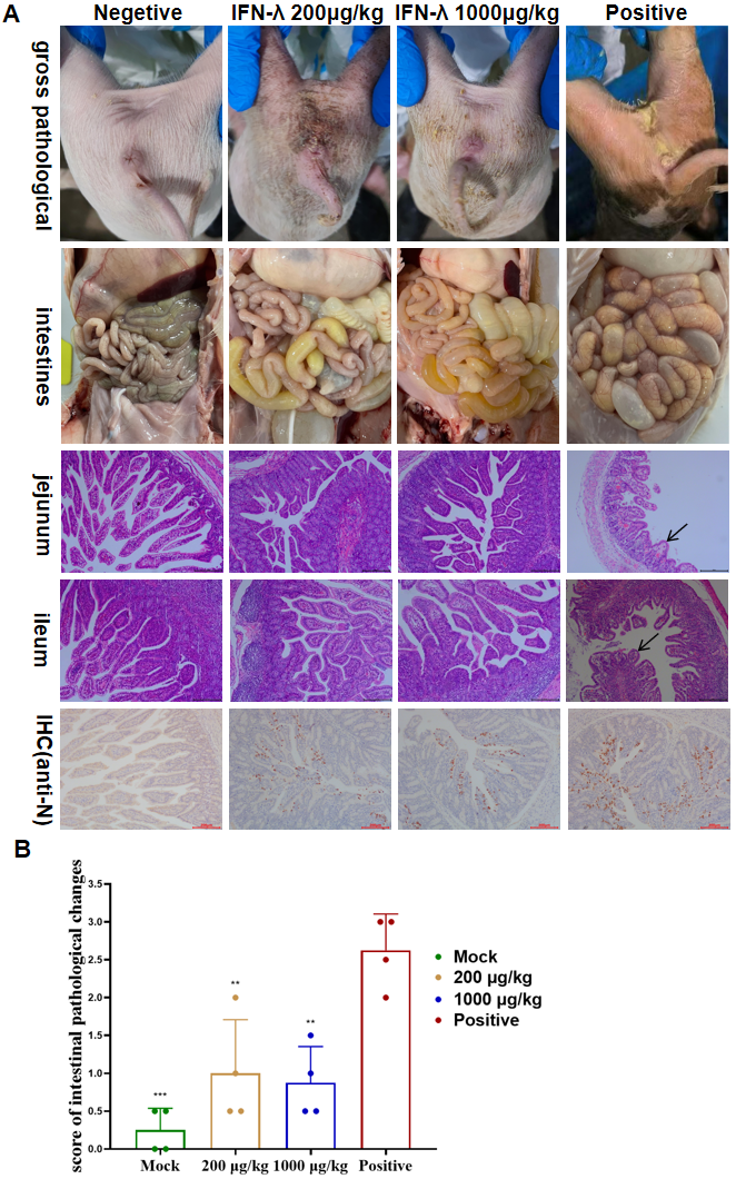 喜訊！北京偉杰信疫病防控領(lǐng)域在研創(chuàng)新品種與華南農(nóng)業(yè)大學(xué)聯(lián)合研究論文在國際權(quán)威學(xué)術(shù)期刊發(fā)表